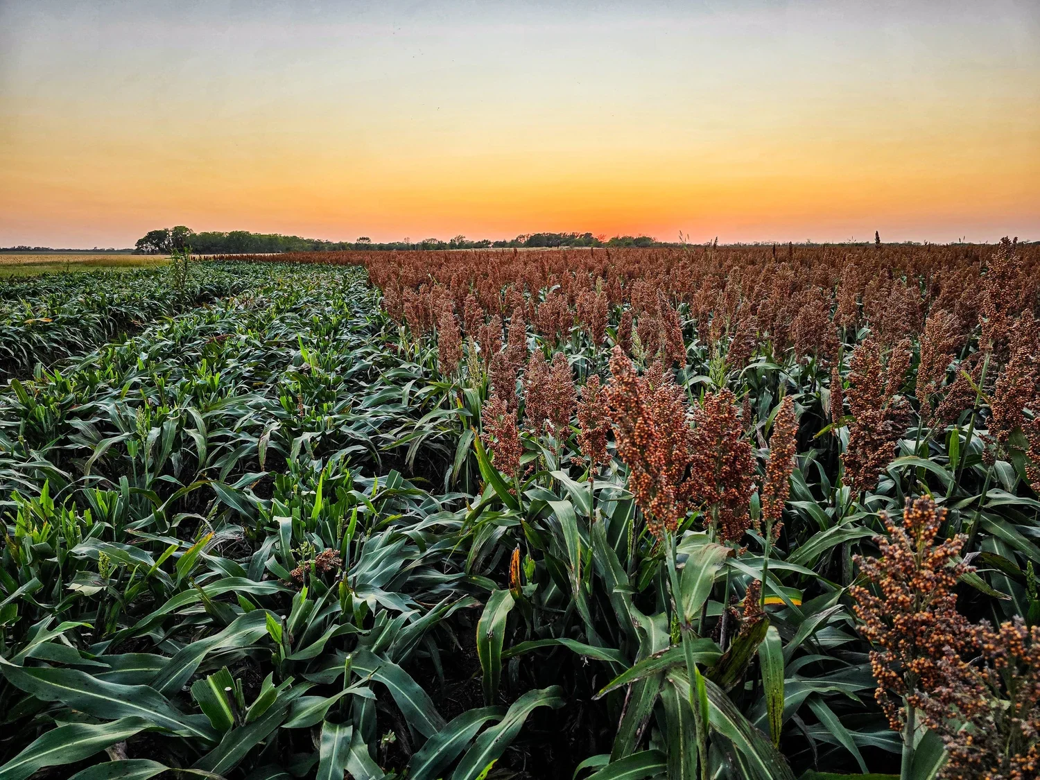 A thriving field of sorghum at sunset, from Soilcraft