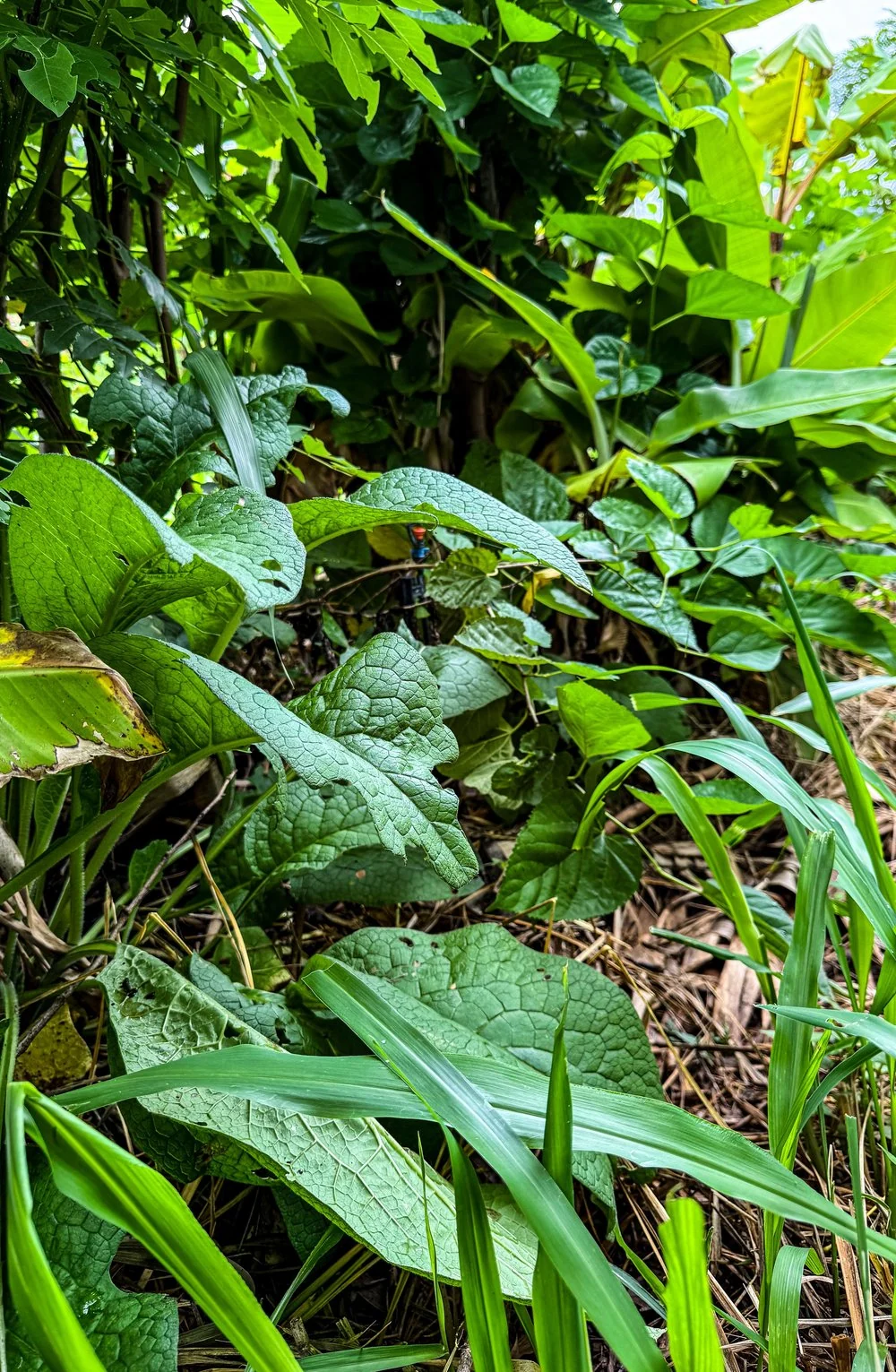 RainBox irrigation installation documented by Soilcraft